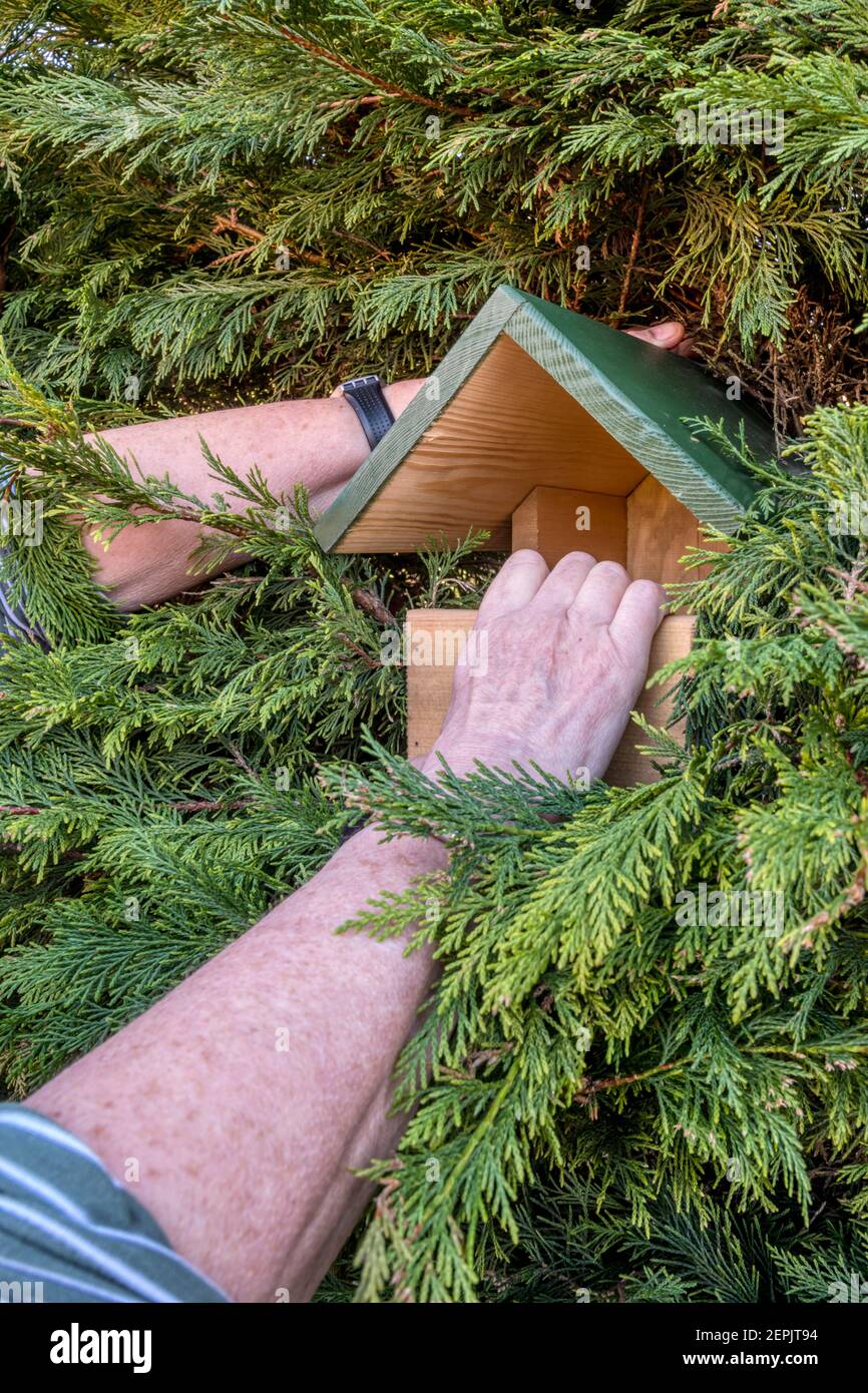 Woman fitting an open fronted bird nesting box in a garden hedge. Stock Photo
