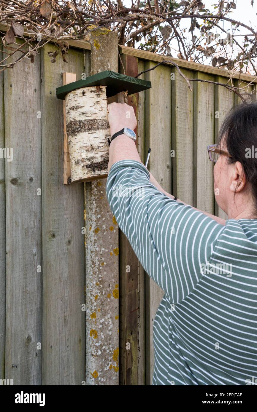 Woman fixing natural style bird nest box, made from a hollowed silver birch branch, to a garden fence. Stock Photo