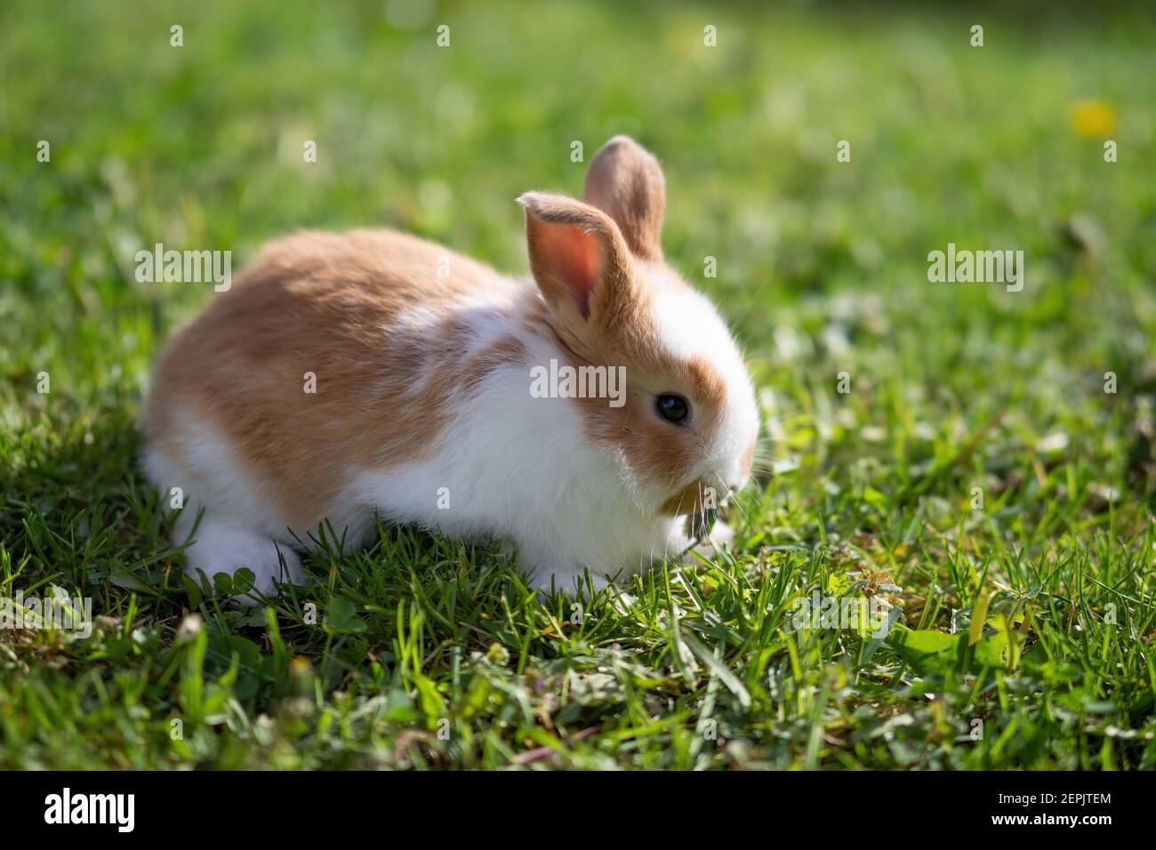 Little cute fluffy baby rabbit on green grass. Brown-white easter ...