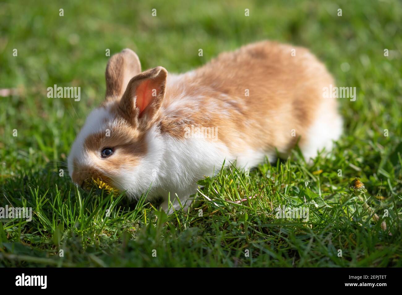 Rabbit on the grass hi-res stock photography and images - Alamy