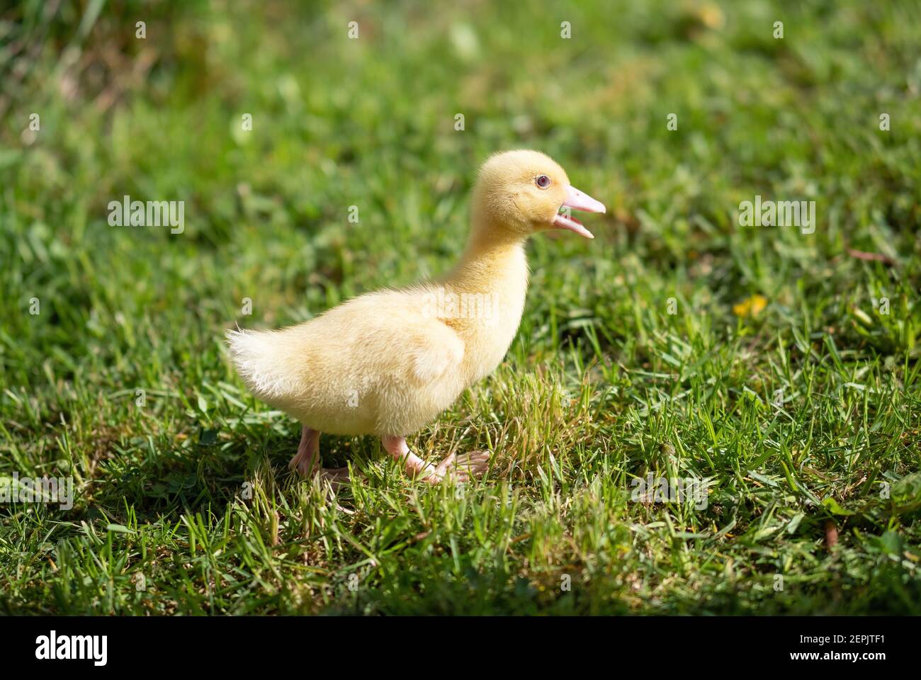 Cute small fluffy duckling outdoor. Yellow baby duck bird on spring green grass discovers life. Organic farming, animal rights, back to nature concept Stock Photo