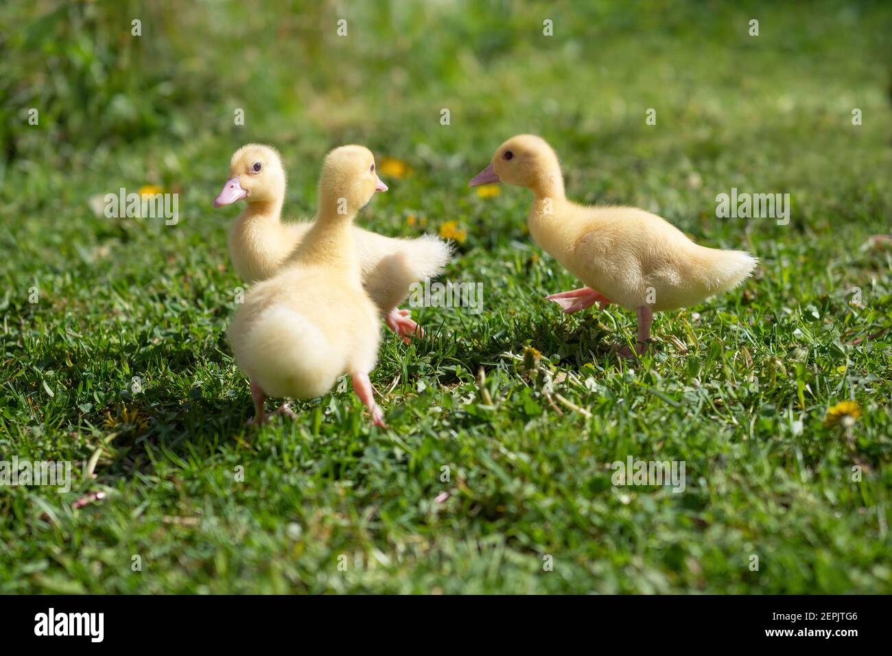 Three small fluffy ducklings outdoor. Yellow baby duck birds on spring green grass discovers life. Organic farming, animal rights, back to nature conc Stock Photo