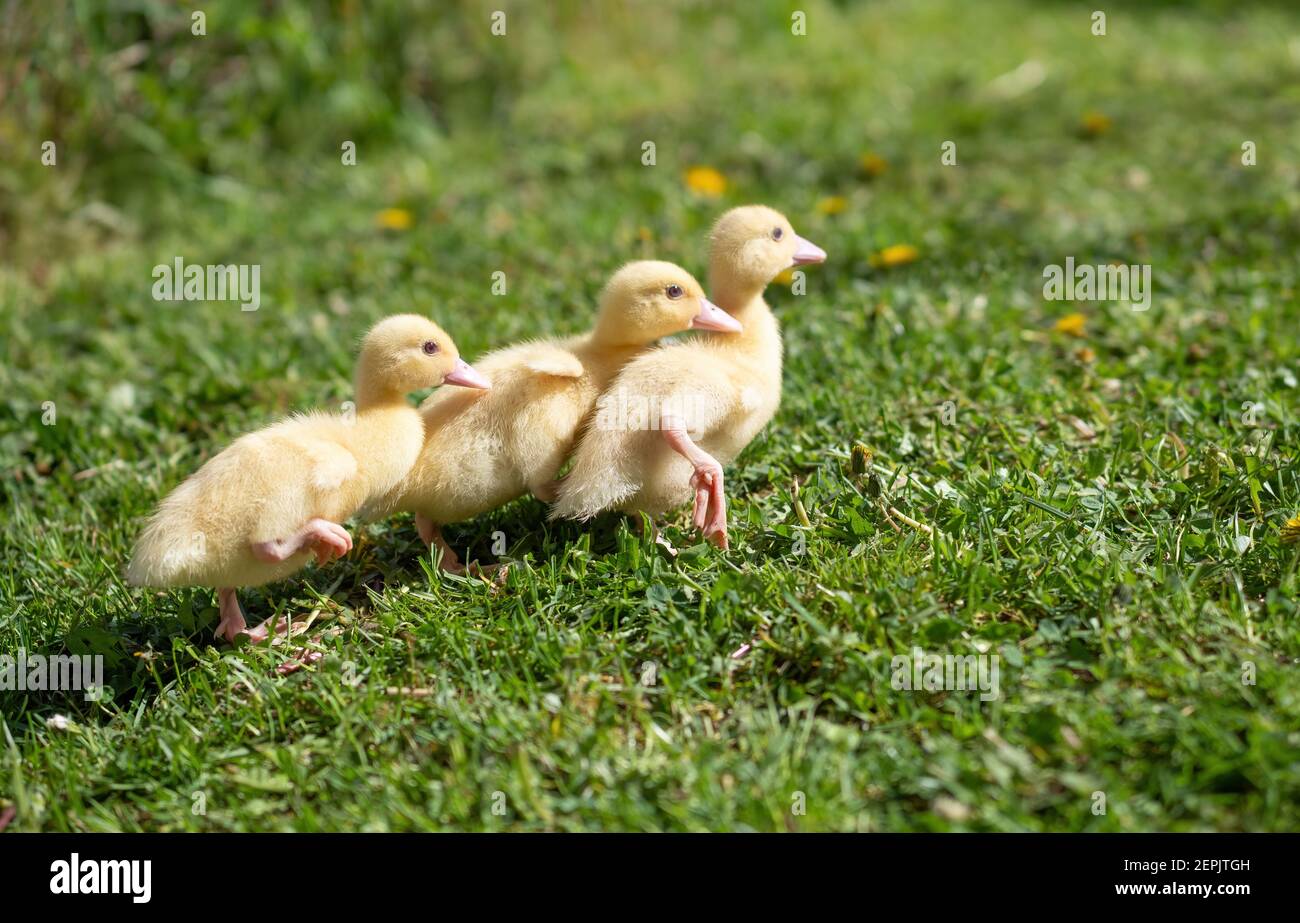 Three small fluffy ducklings outdoor. Yellow baby duck birds on spring green grass discovers life. Organic farming, animal rights, back to nature conc Stock Photo