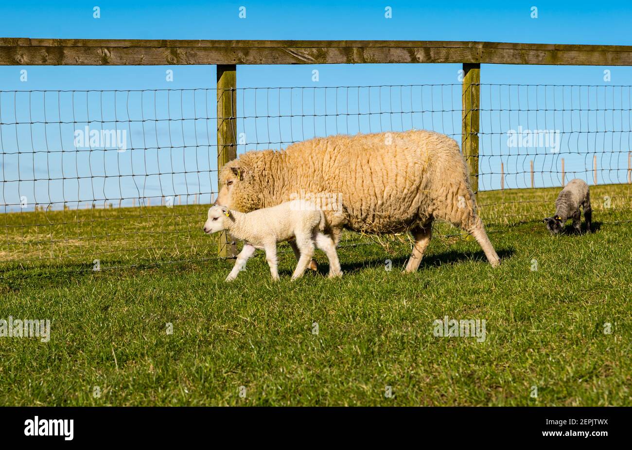 Newborn Shetland sheep lamb first time in field on sunny Spring day with mother ewe, East Lothian, Scotland, UK Stock Photo