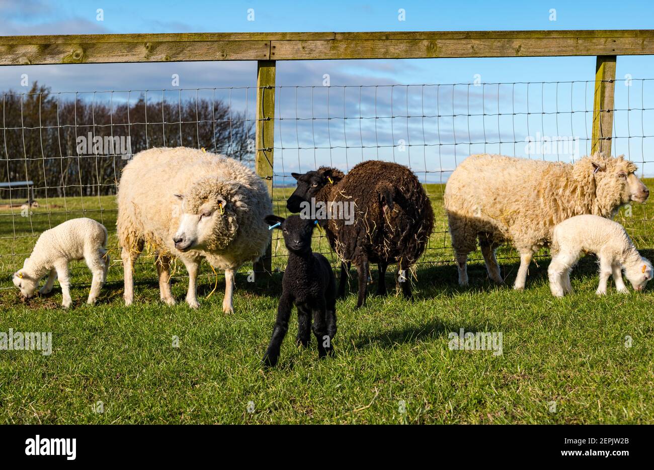 Newborn Shetland sheep lambs first time in field on Spring day with ewes, East Lothian, Scotland, UK Stock Photo