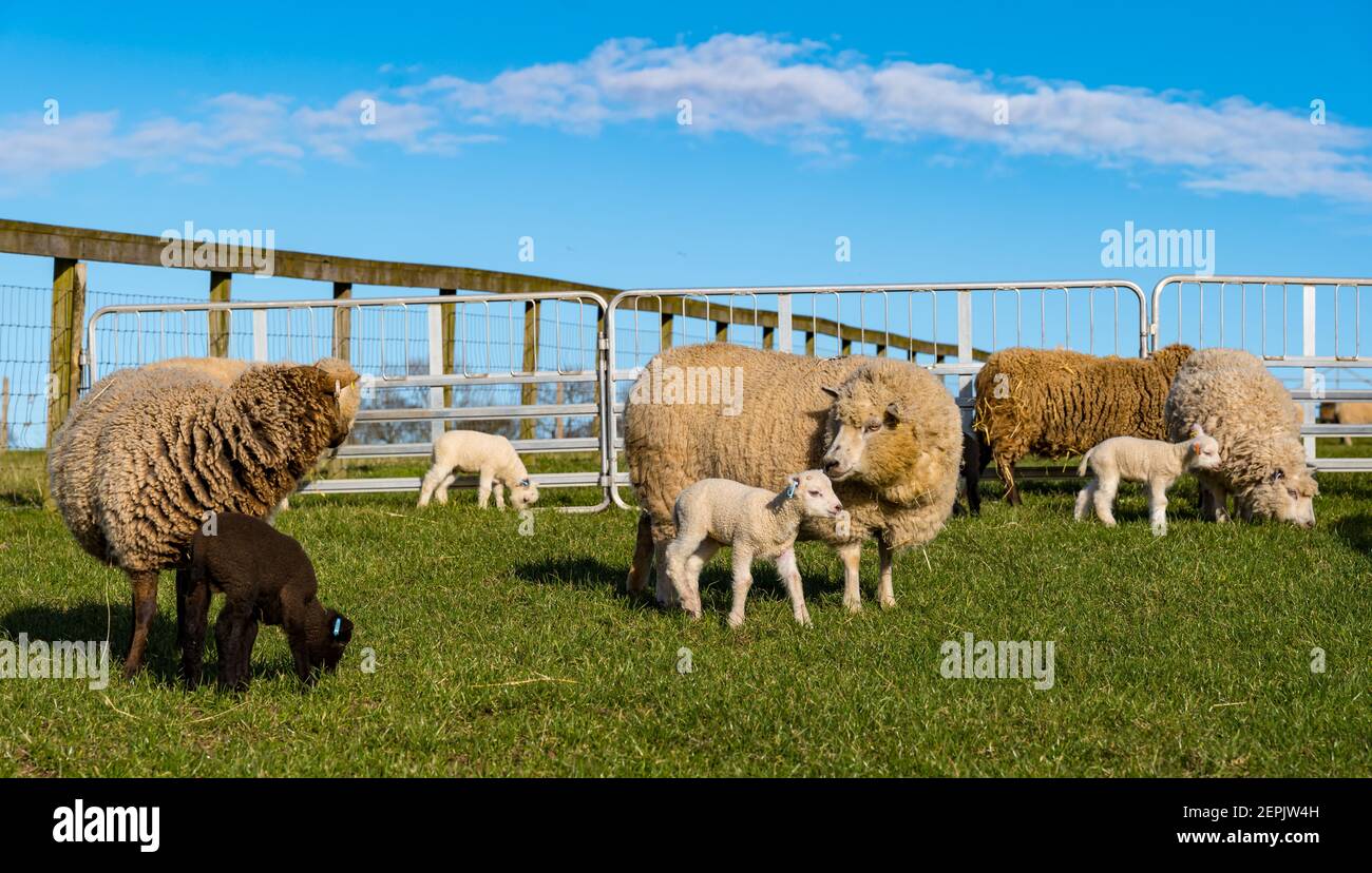 Newborn Shetland sheep lambs first time in field on Spring day with ewes, East Lothian, Scotland, UK Stock Photo