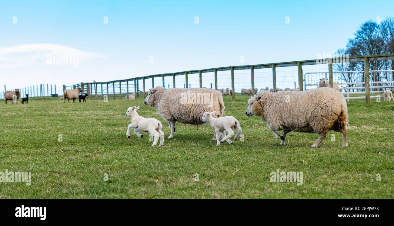 Newborn Shetland sheep lambs first time in field on Spring day with ewes, East Lothian, Scotland, UK Stock Photo