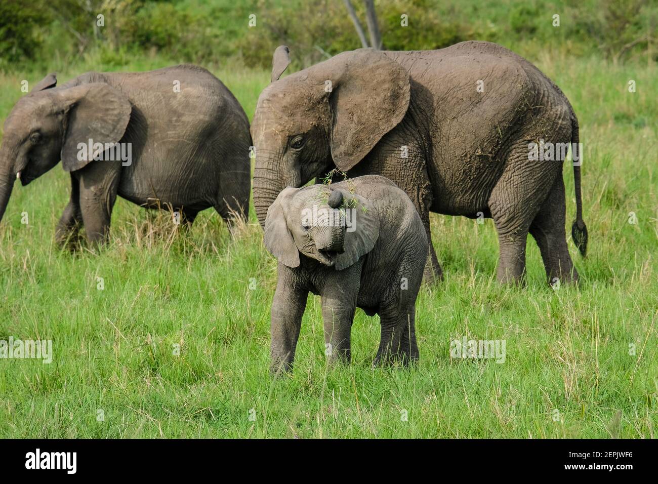 Funny elephant calf Stock Photo