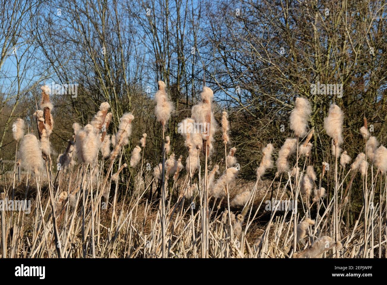 Wetland Bulrush Typha with spikes of cotton fluff seed pods Stock Photo