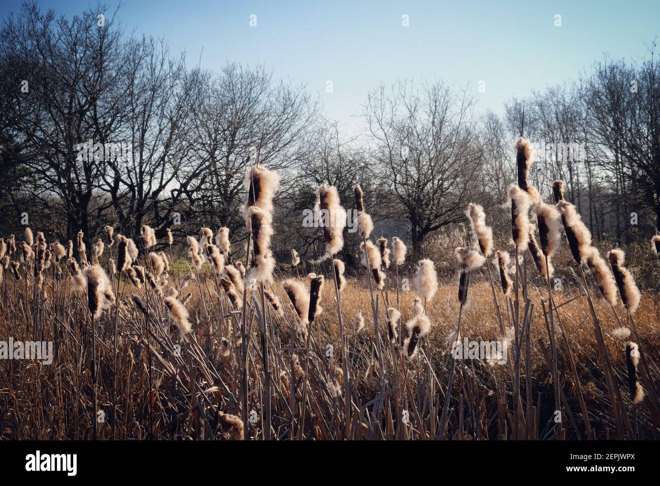 Wetland Bulrush Typha with spikes of cotton fluff seed pods Stock Photo