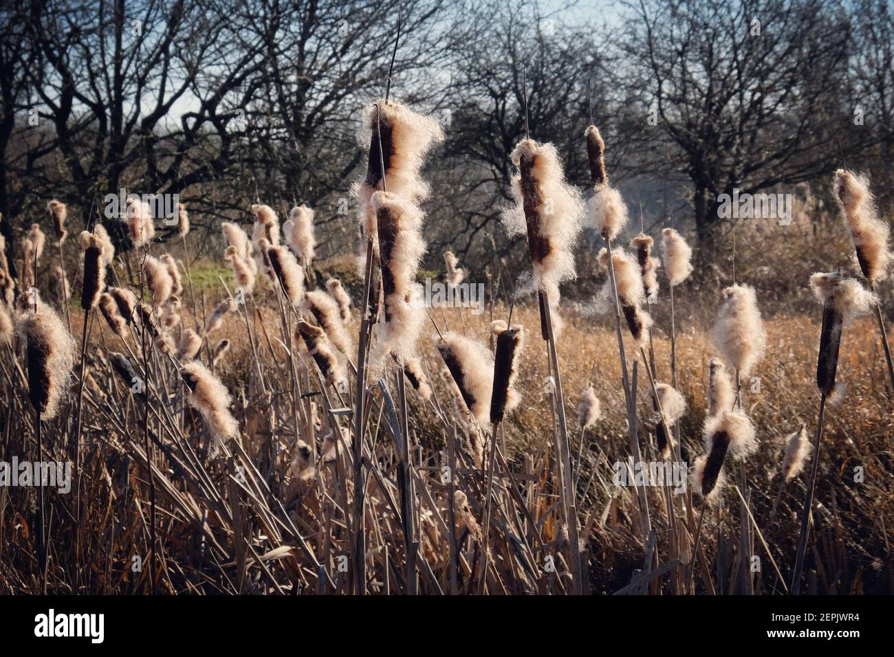Wetland Bulrush Typha with spikes of cotton fluff seed pods Stock Photo