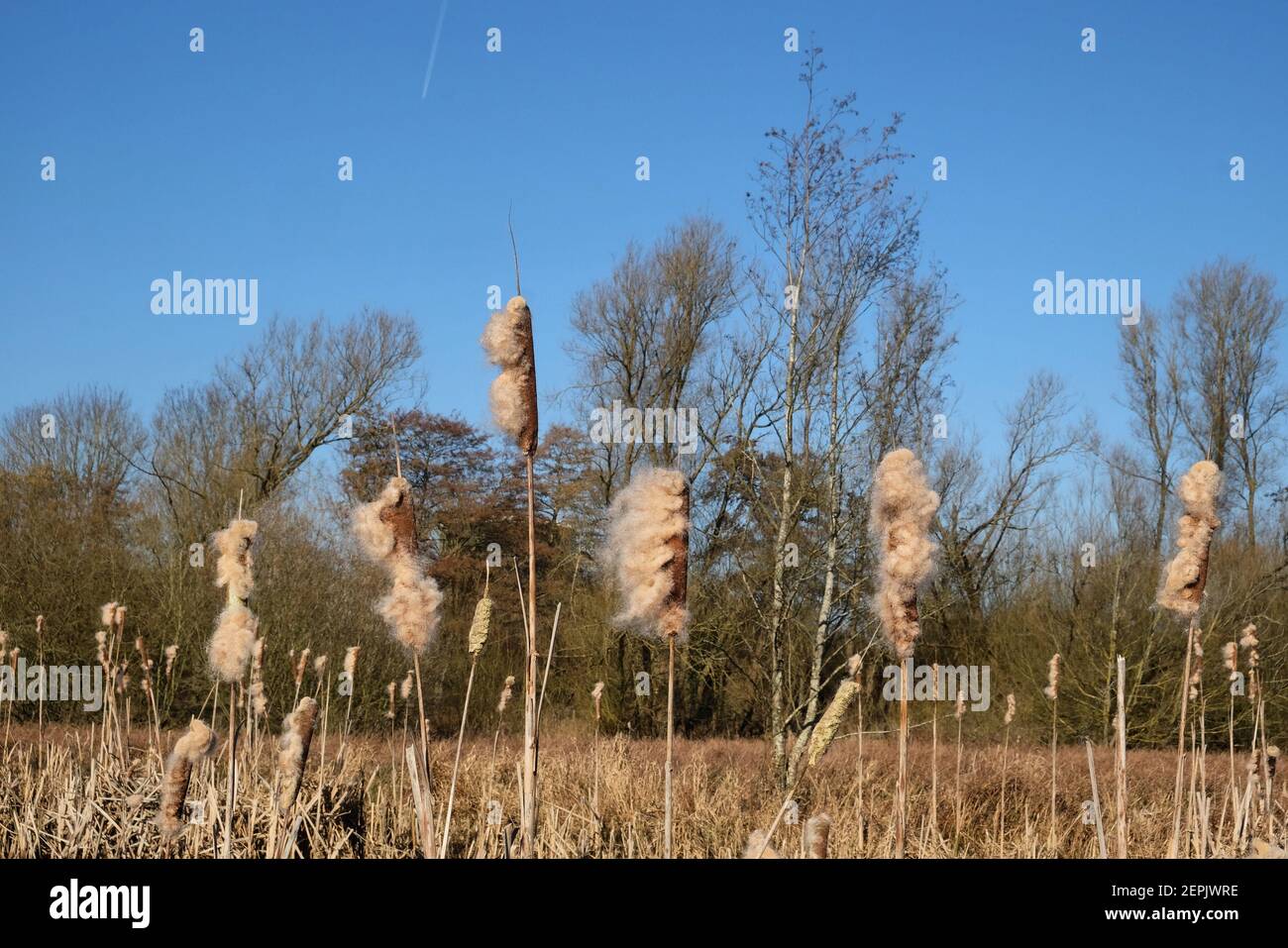 Bulrush Fluff Wetland Bulrush Typha with spikes of cotton fluff seed pods Stock Photo ...