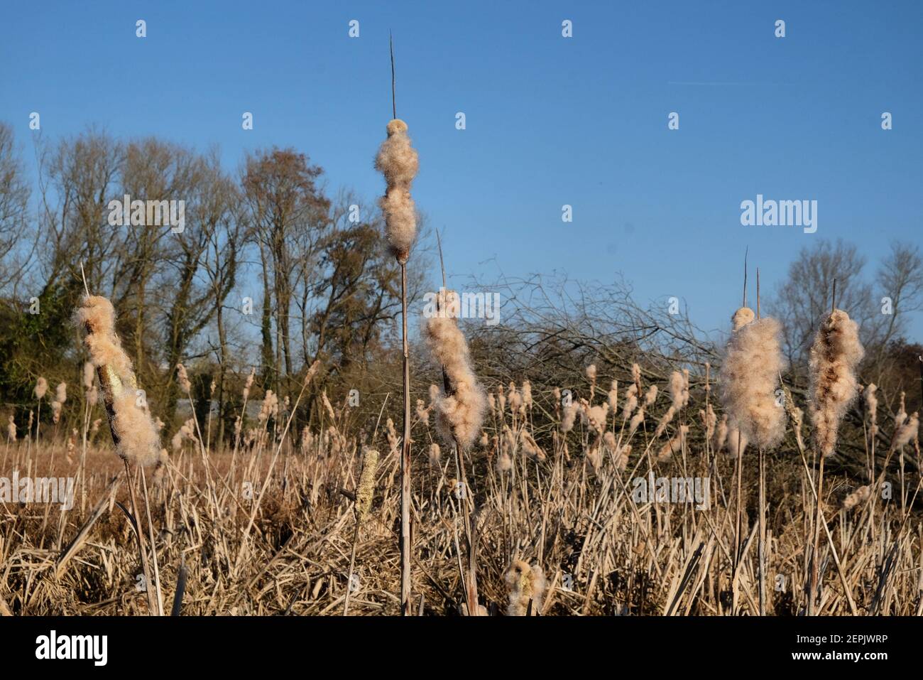 Wetland Bulrush Typha with spikes of cotton fluff seed pods Stock Photo