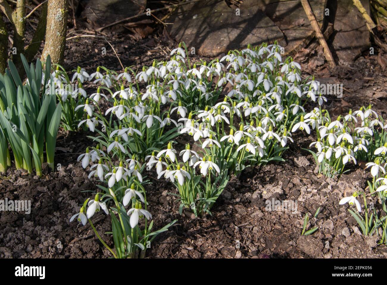 A group of snowdrops, Galanthus nivalis, bloom among shrubs in February. Stock Photo