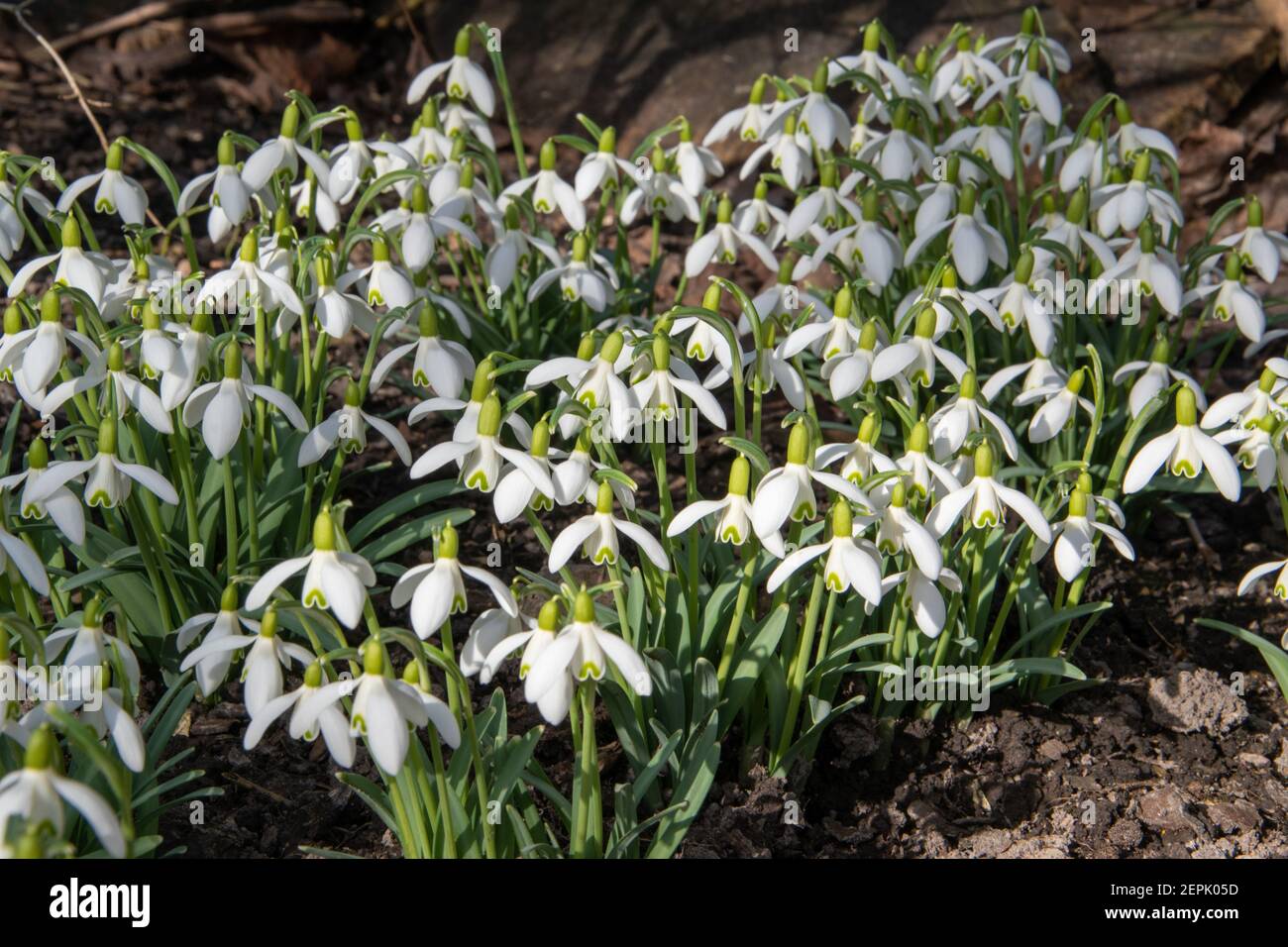 A group of snowdrops, Galanthus nivalis, bloom among shrubs in February. Stock Photo