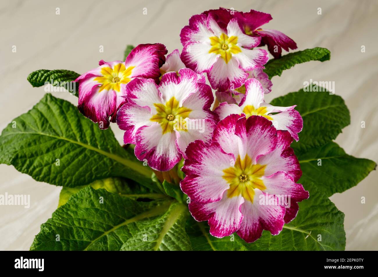Polyanthus or Primrose, colourful flowers in full bloom, photographed from a short distance, macro, flowers with a large scale of colours, Primula vul Stock Photo