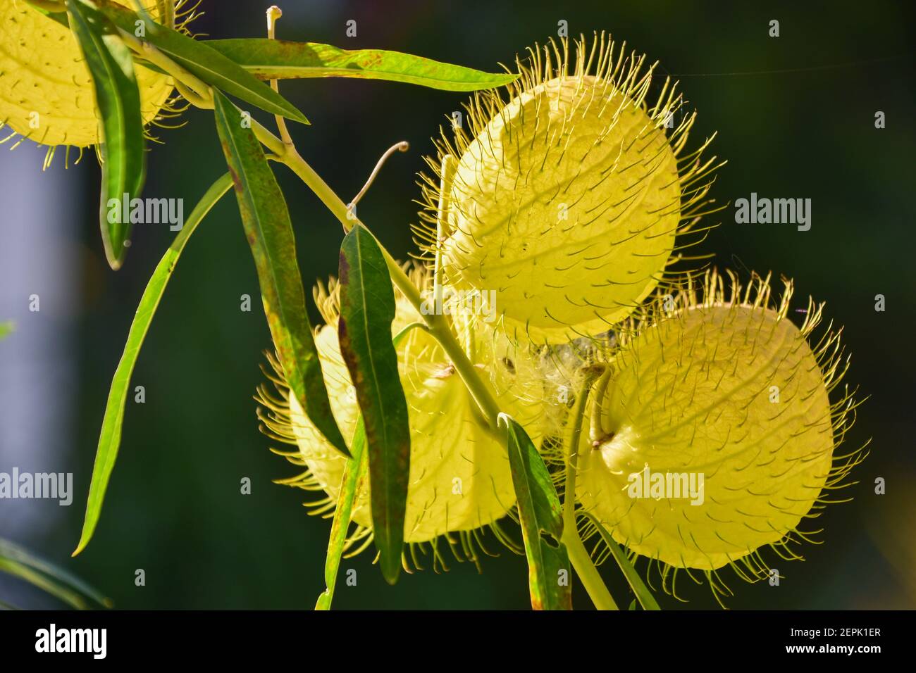 Indigenous plant of Mexico Stock Photo Alamy