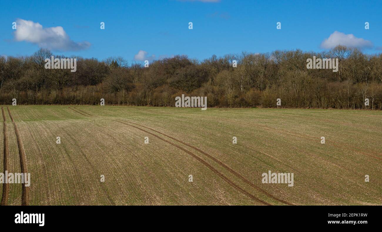 a field with green shoots of early planted spring crop appearing and a bright blue sky Stock Photo