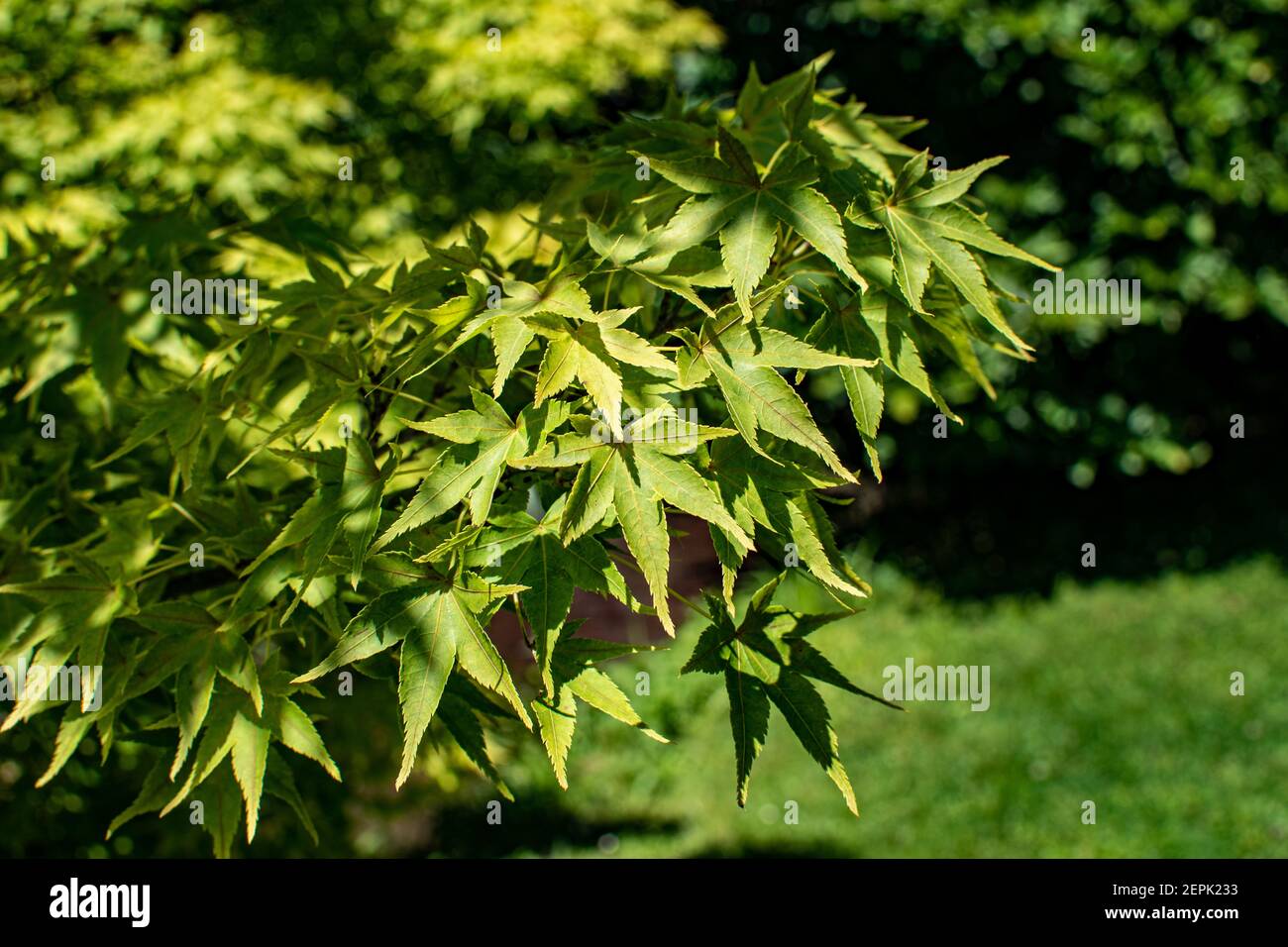 Acer palmatum or Palm-shaped maple in the summer. Leaves of tree on sunlight. Arboretum Volcji potok Stock Photo