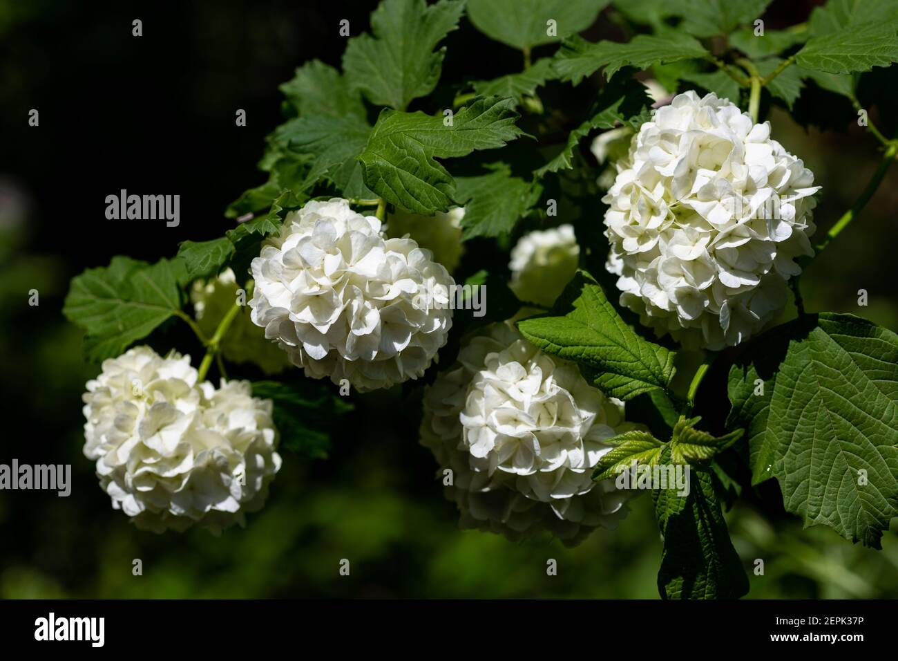 Viburnum opulus plant close up Stock Photo Alamy