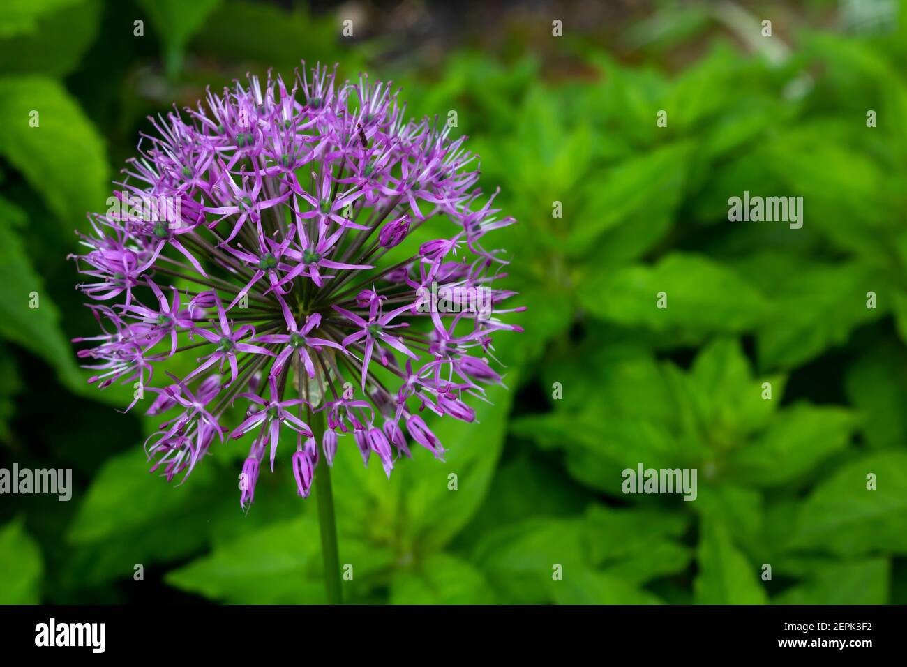 Allium sort Mercurius: decorative onion blooms in the flower garden in early summer. Stock Photo