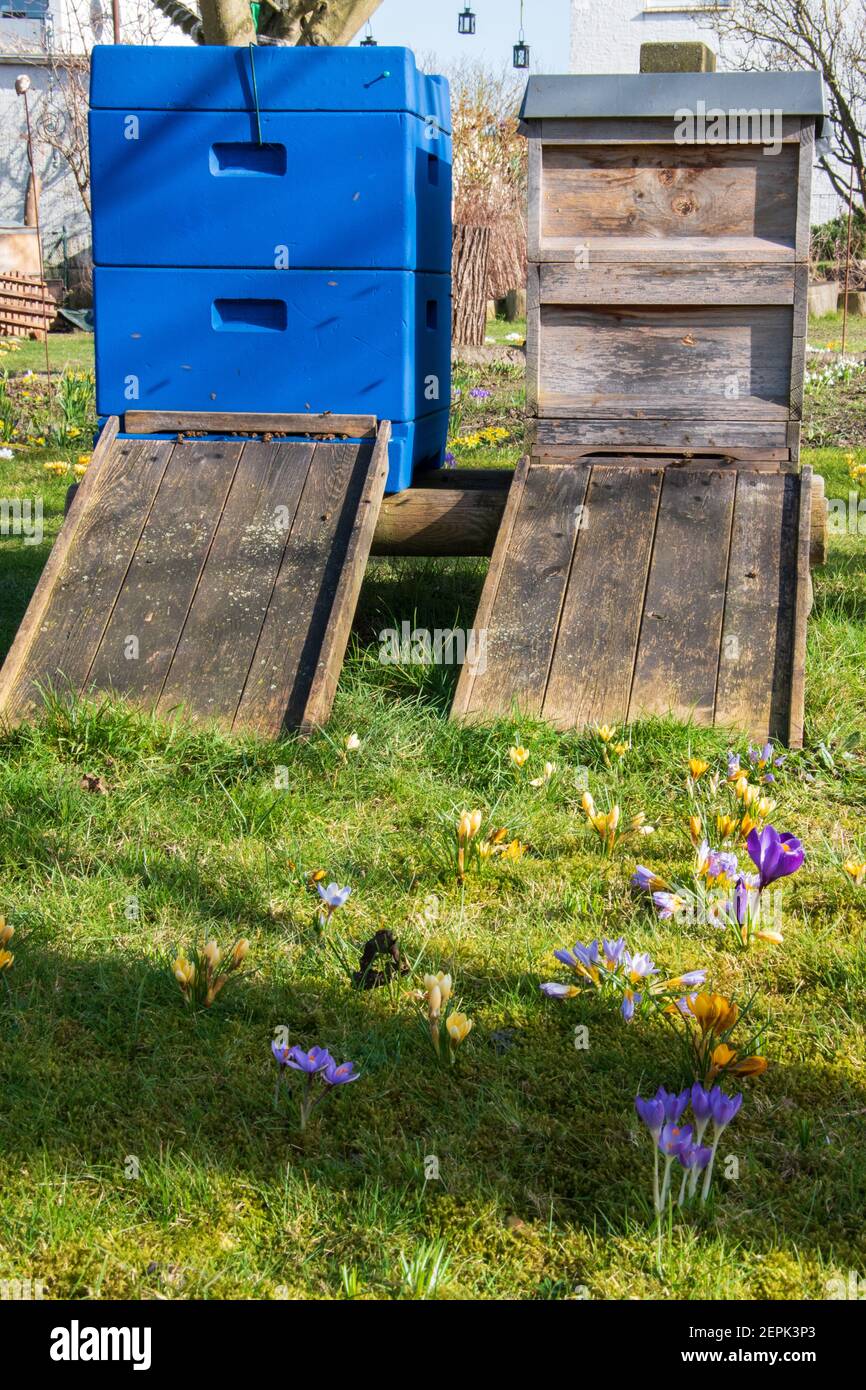 Beehives made of wood and blue styrofoam stand in a meadow. The crocuses are blooming. It's spring. Stock Photo