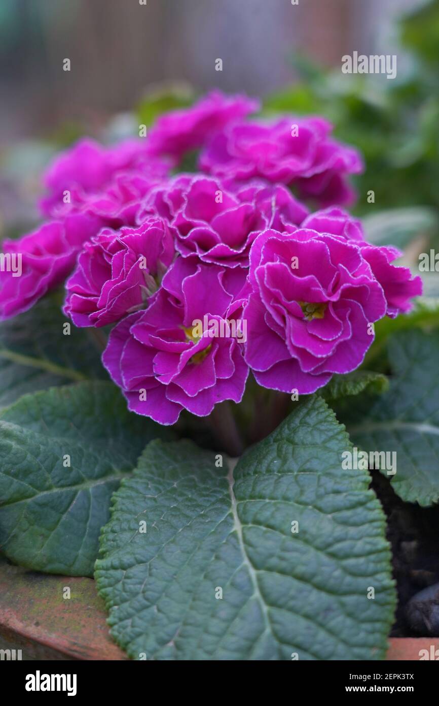 Beautiful cultivated purple double primrose, UK Stock Photo