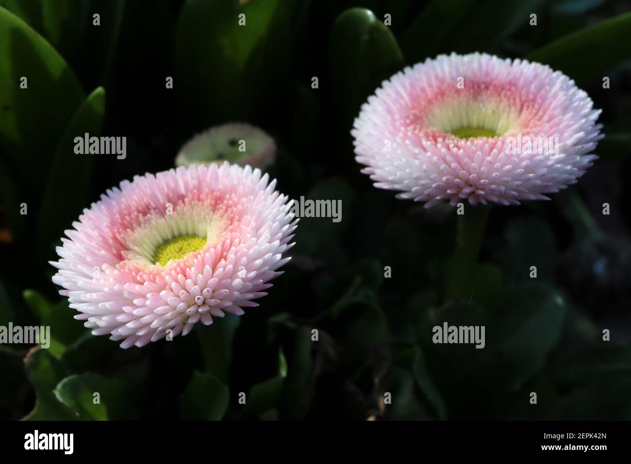 Bellis perennis pomponette ‘Bellissima Rose Bicolor’ Bellis bicolor – pink and white round flowers with tightly quilled petals, February, England, UK Stock Photo