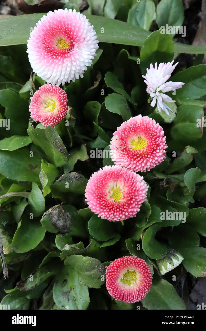 Bellis perennis pomponette ‘Bellissima Rose Bicolor’ Bellis bicolor – pink and white round flowers with tightly quilled petals, February, England, UK Stock Photo