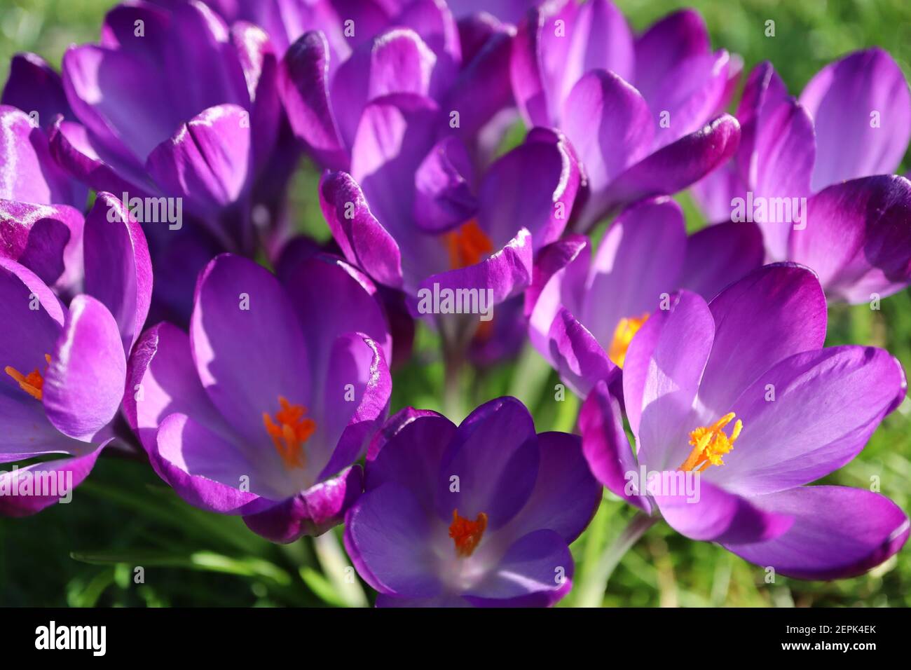 Deep purple stems hi-res stock photography and images - Alamy