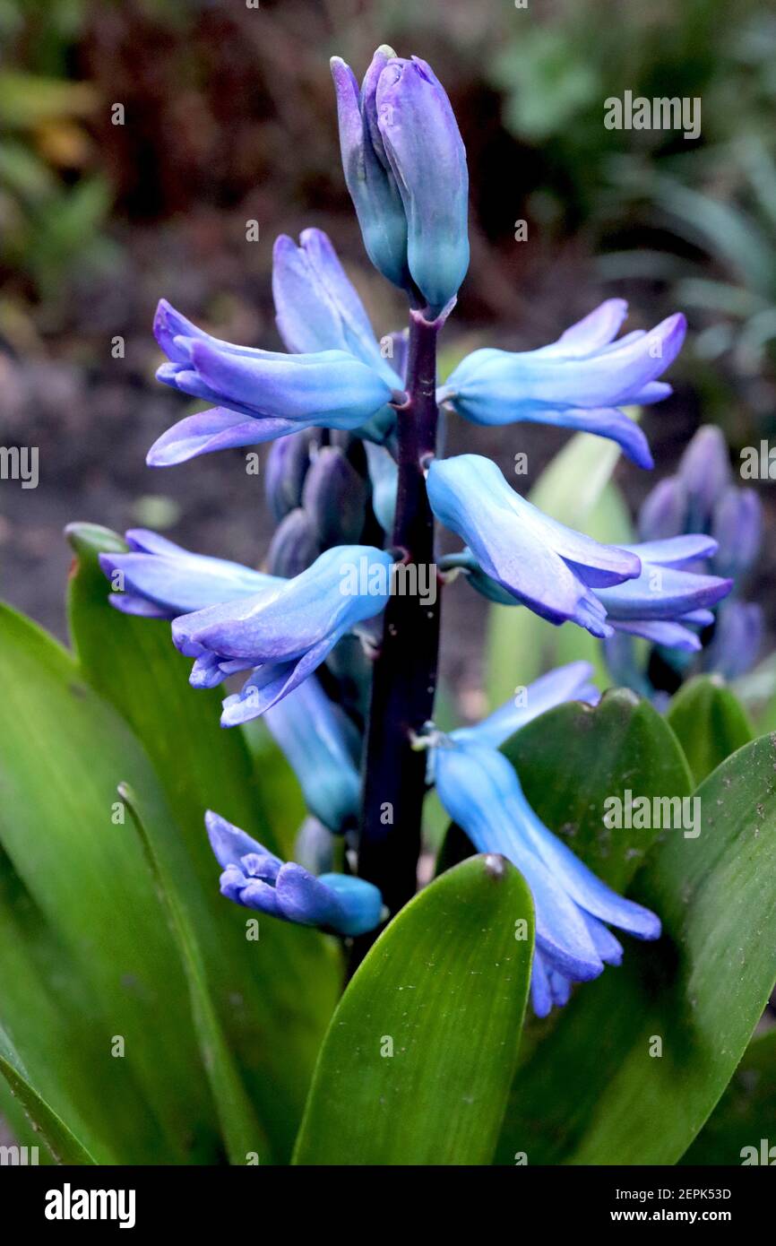 Hyacinthus orientalis ‘Blue Festival‘ Hyacinth Blue Festival – scented blue hyacinth edged in purple,  February, England, UK Stock Photo