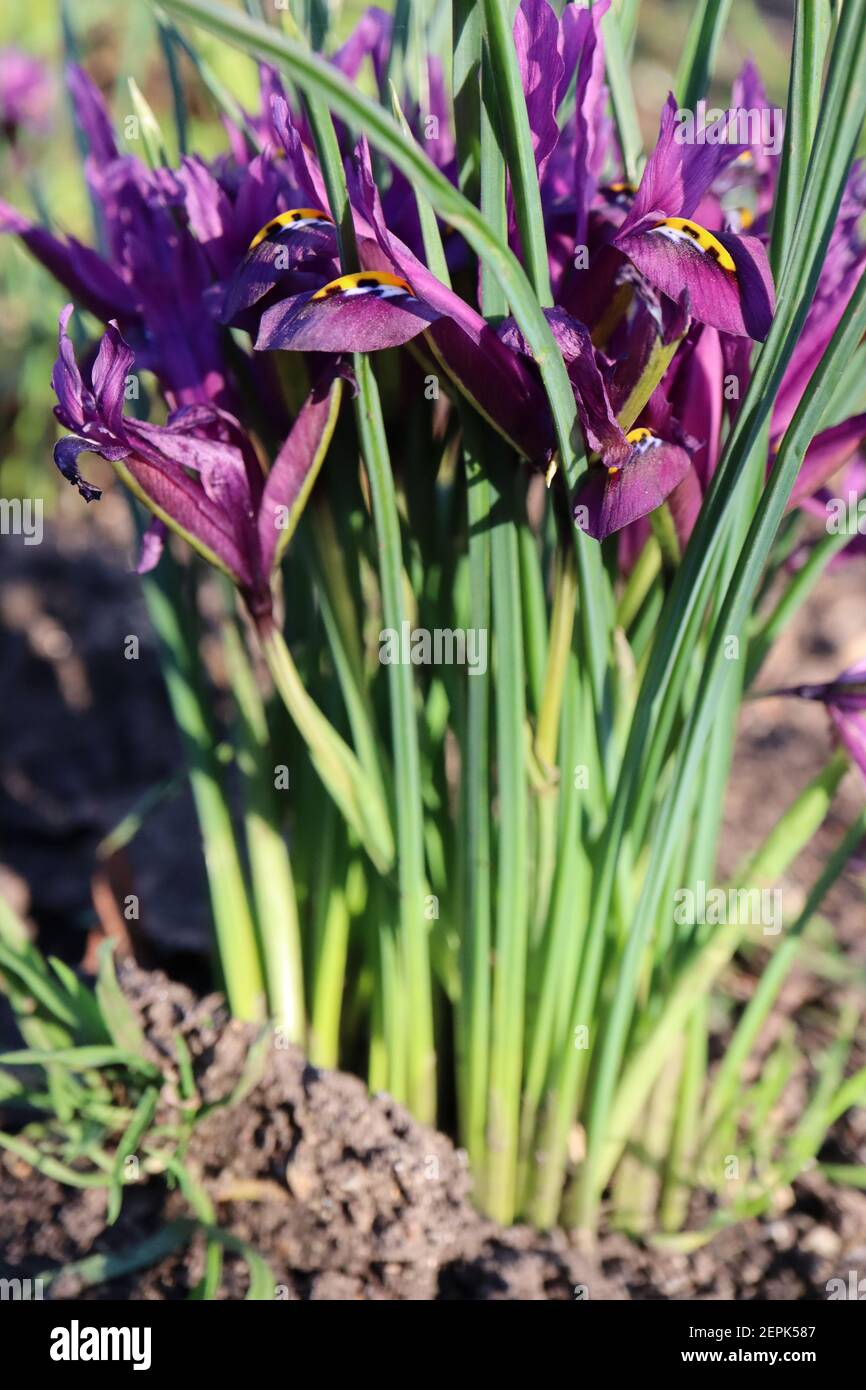 Iris reticulata ‘Purple Hill‘ - deep violet purple dwarf iris with dark blue freckles and yellow ribs  February, England, UK Stock Photo