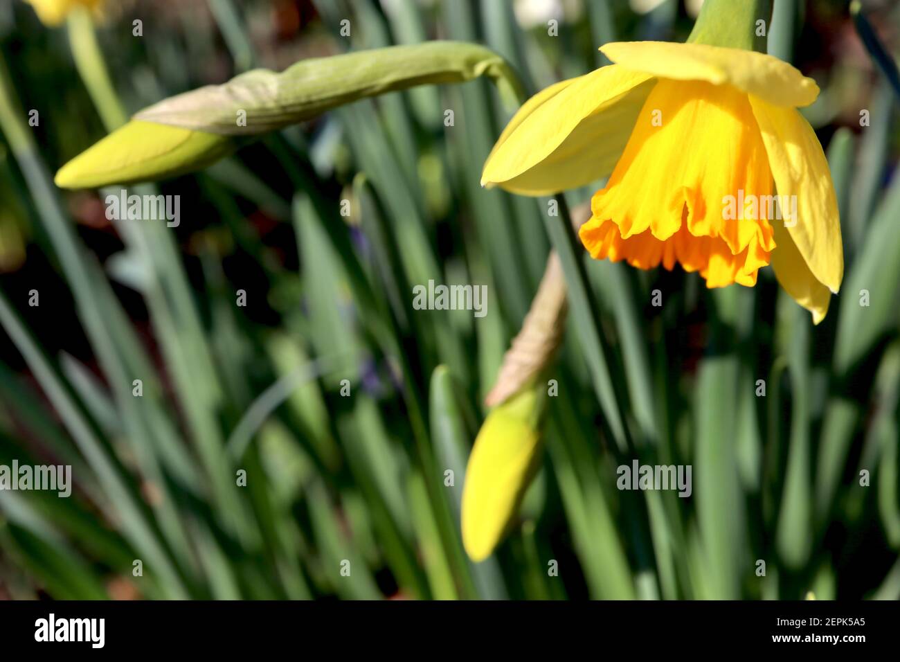 Narcissus ‘Tamara’  Division 2 Large-cupped Daffodils Daffodils with lemon yellow petals and golden yellow trumpet,  February, England, UK Stock Photo