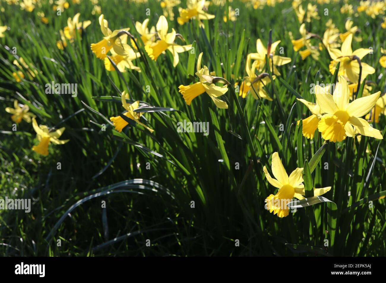 Narcissus ‘February Gold’ / Daffodil February Gold Division 6 Cyclamineus Daffodils yellow daffodils with frilly cups,  February, England, UK Stock Photo