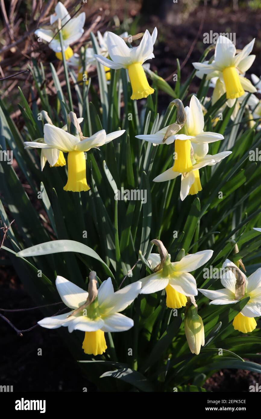 Narcissus ‘Trena’ / Daffodil Trena Division 6 Cyclamineus Daffodils Daffodils with white petals and long yellow trumpets,  February, England, UK Stock Photo