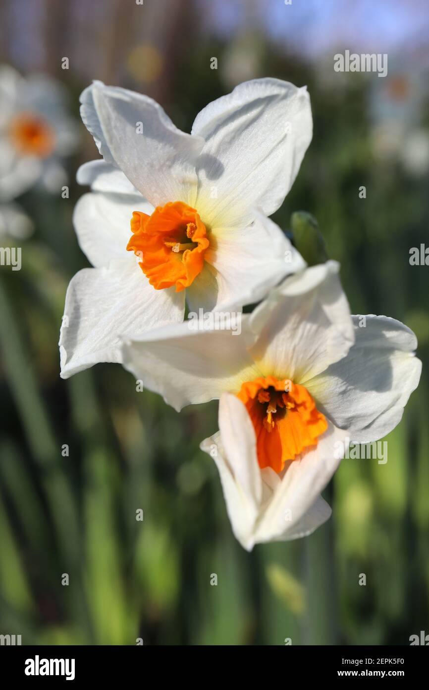 Tazetta daffodil cragford hires stock photography and images Alamy