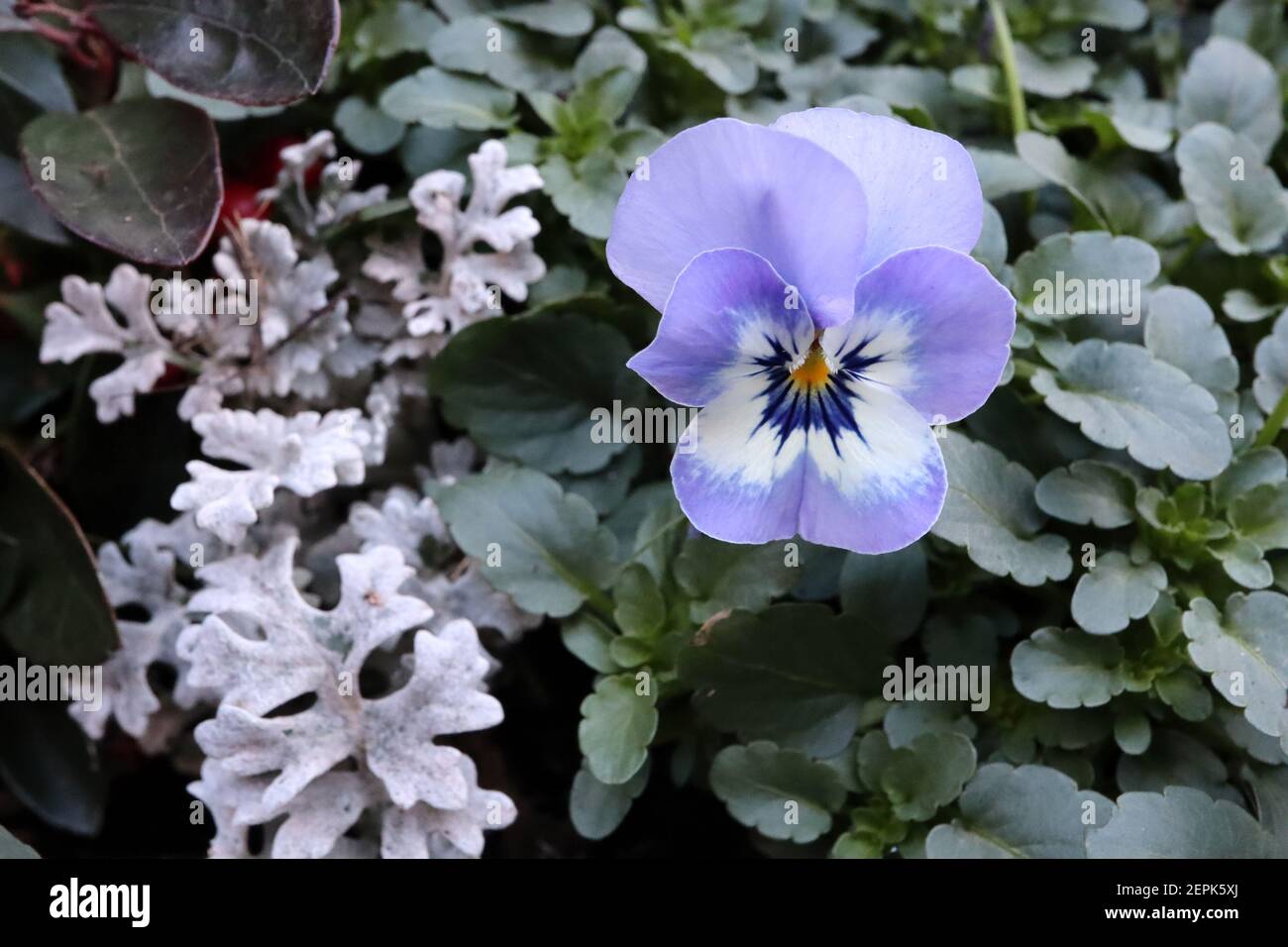 Viola ‘Sorbet Marina’ Pansy Sorbet Marina – tricolour lilac and white pansy with dark blue whiskers,  February, England, UK Stock Photo