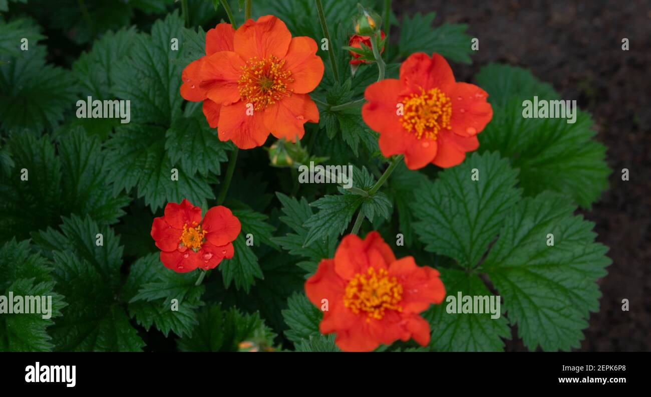 Geum coccineum borisii or dwarf orange avens red flower with green background. Stock Photo