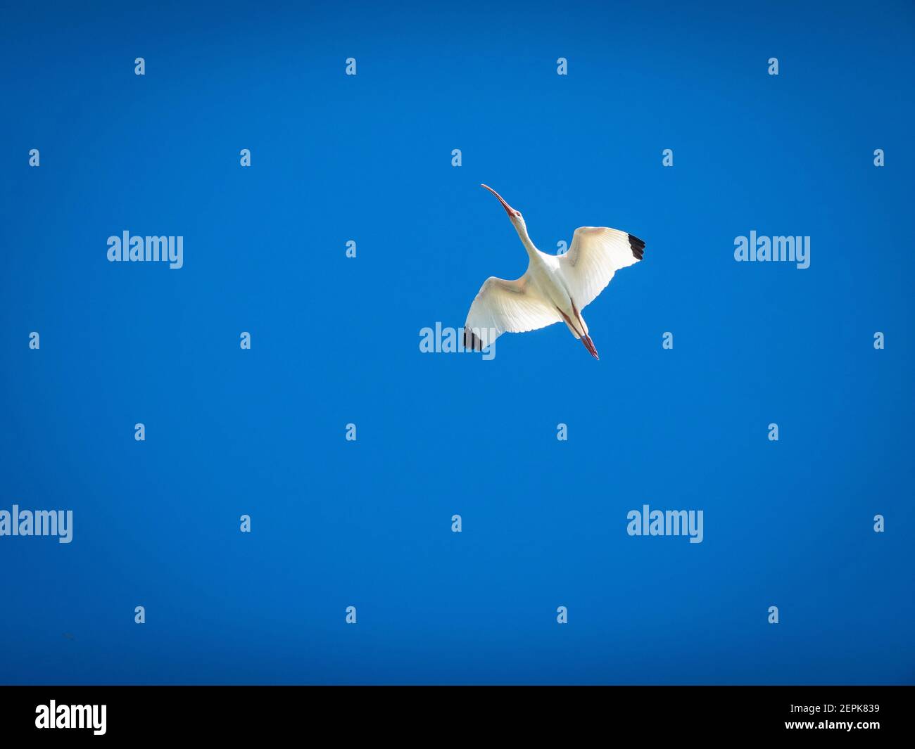 White ibis flying in a blue sky Stock Photo