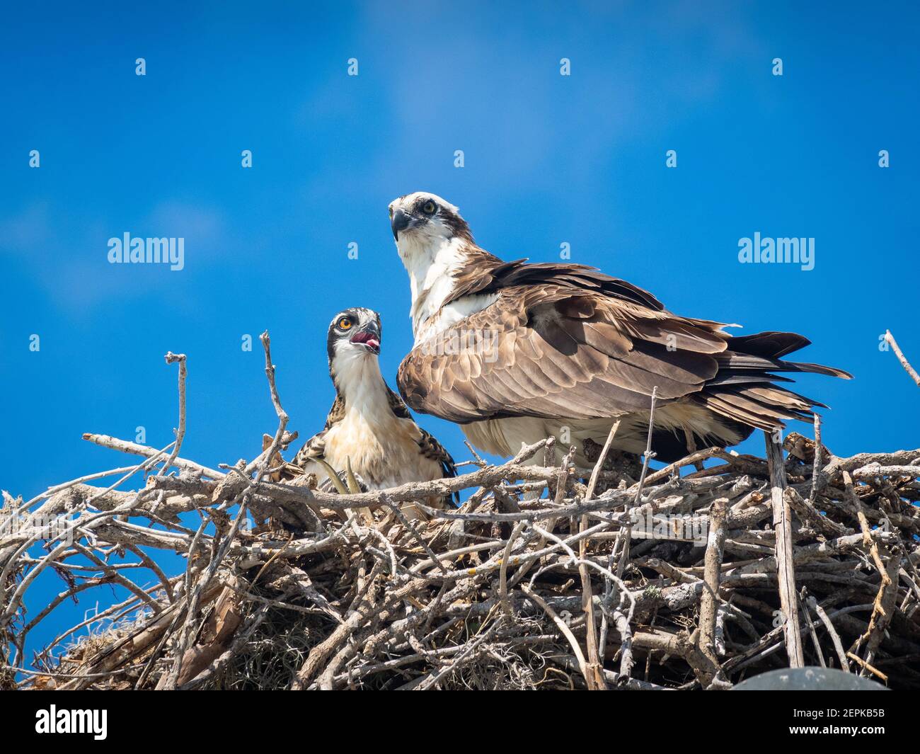 Osprey adult with baby in a nest Stock Photo Alamy