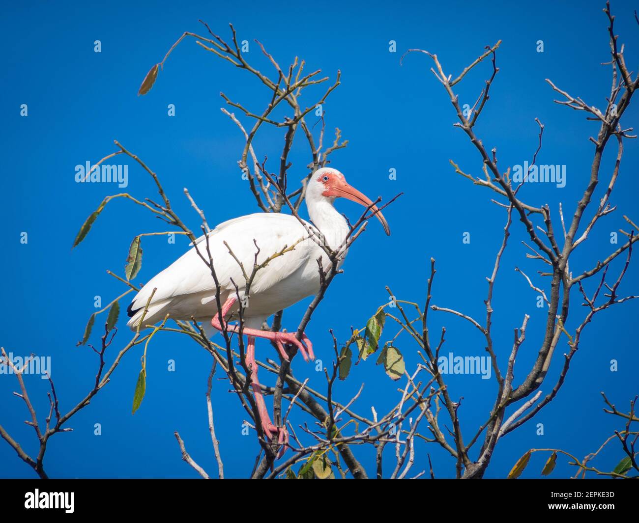 White ibises on a tree Stock Photo