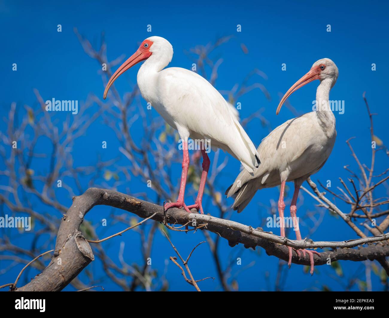 White ibis adult with juvenile on a treee Stock Photo