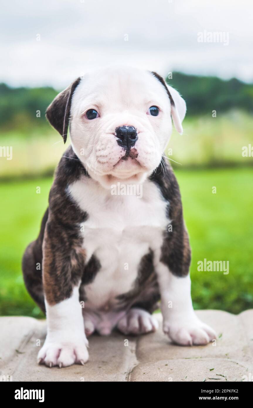 Funny brindle coat American Bulldog puppy dog Stock Photo - Alamy