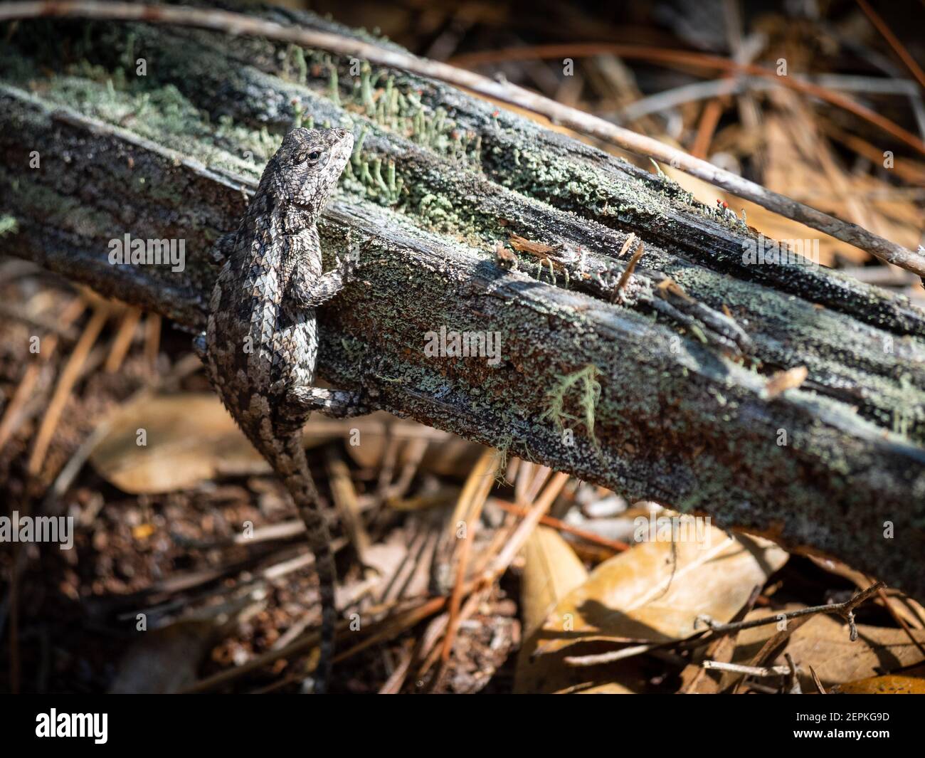Cute little lizard on wood Stock Photo