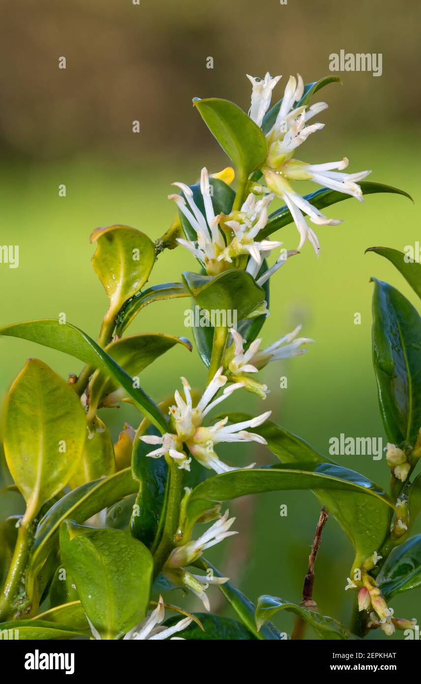 Close up of flowers on a sweet box (sarcococca confusa) shrub Stock Photo