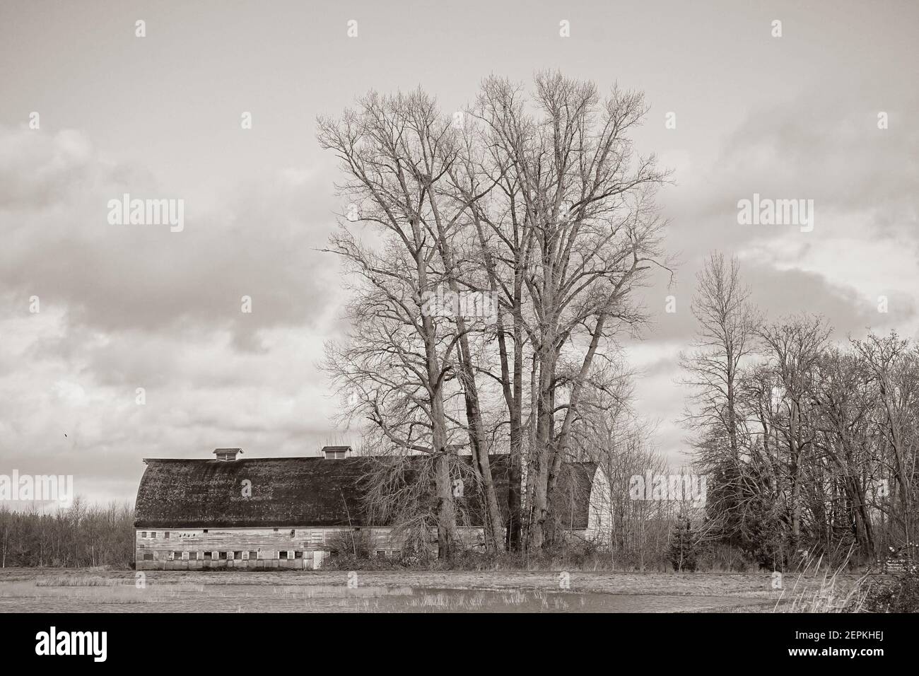 Old Barn on Nisqually Wildlife Reserve, Washington State, USA Stock Photo