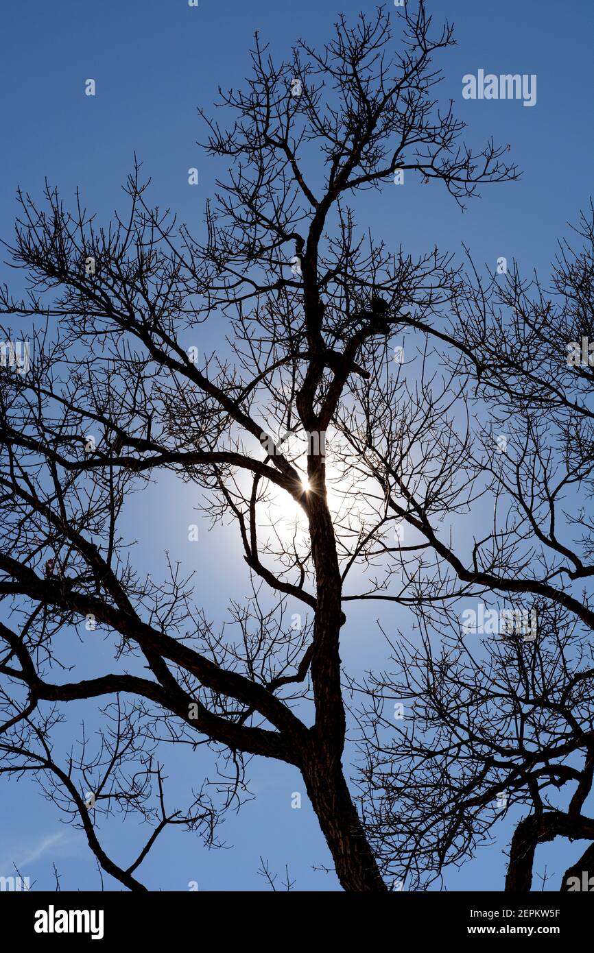 The afternoon sun shines through a leafless tree in Santa Fe, New Mexico. Stock Photo