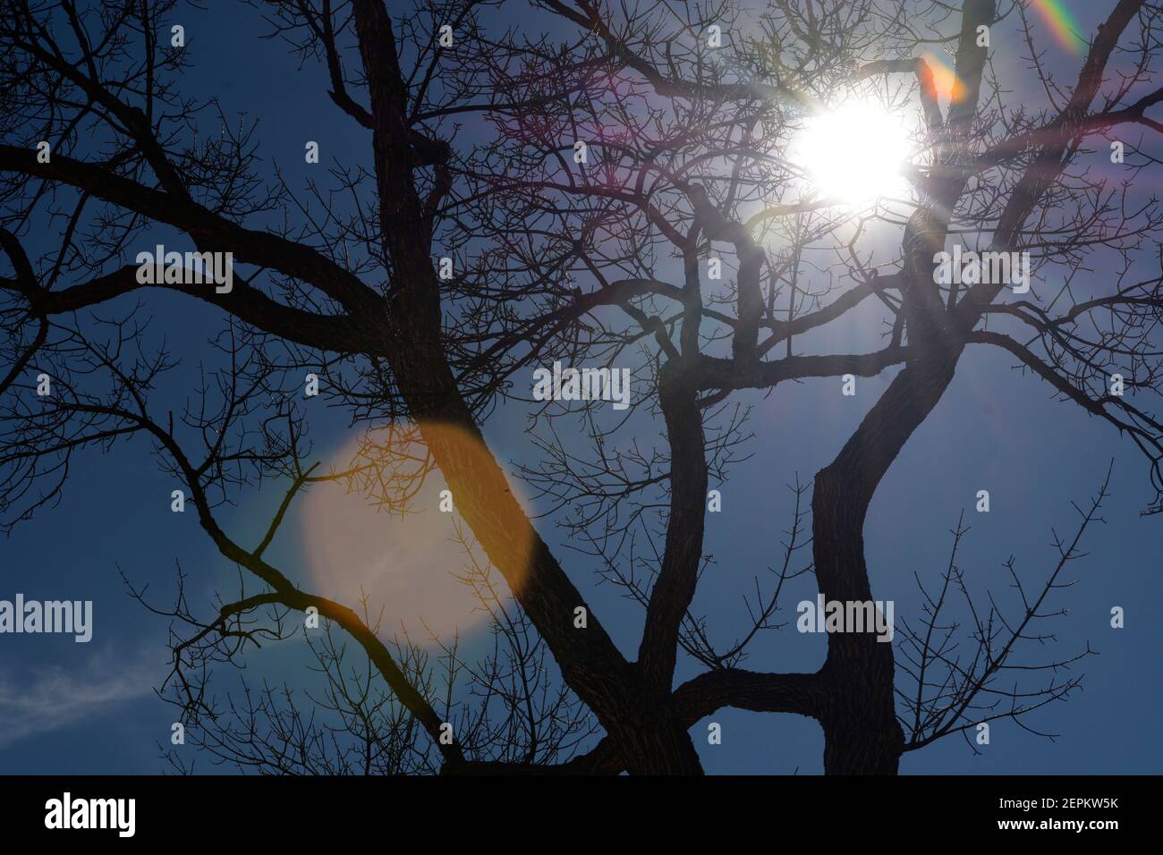 The afternoon sun shines through a leafless tree in Santa Fe, New Mexico. Stock Photo