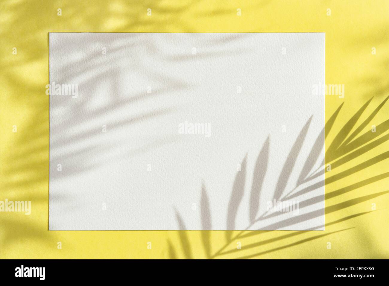 Summer template. White paper mockup palm leaves  yellow background Stock Photo
