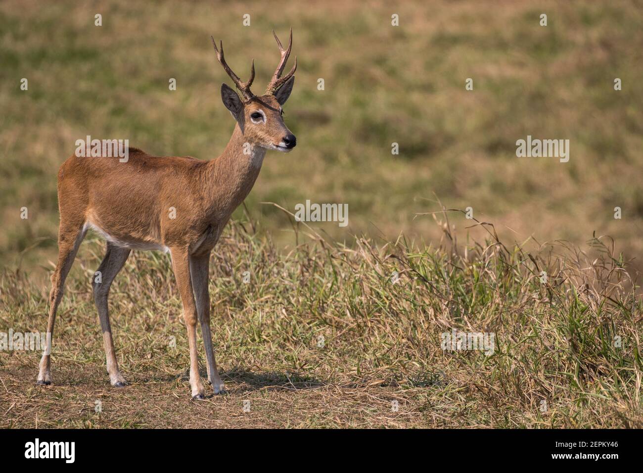 Pampas deer photographed at Fazenda Barranco Alto, Brazil. Stock Photo